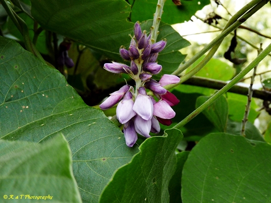 {Pueraria montana var. lobata}